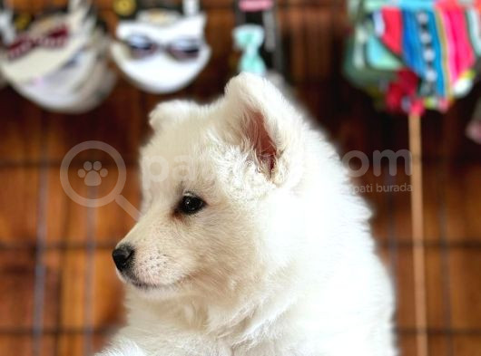 Ayi̇ Yavrusu Bembeyaz Samoyed A Kali̇te Irk görsel