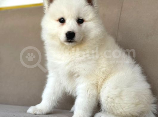 Ayi̇ Yavrusu Bembeyaz Samoyed A Kali̇te Irk görsel