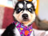 Klasik Husky Sibirya Kurdu A Kalite Ve Mükemmel Gözler