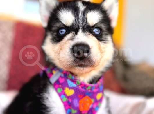 Klasik Husky Sibirya Kurdu A Kalite Ve Mükemmel Gözler görsel