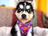 Klasik Husky Sibirya Kurdu A Kalite Ve Mükemmel Gözler