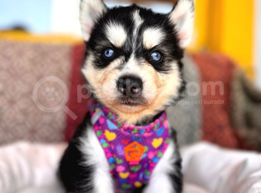 Klasik Husky Sibirya Kurdu A Kalite Ve Mükemmel Gözler görsel