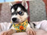 Klasik Husky Sibirya Kurdu A Kalite Ve Mükemmel Gözler
