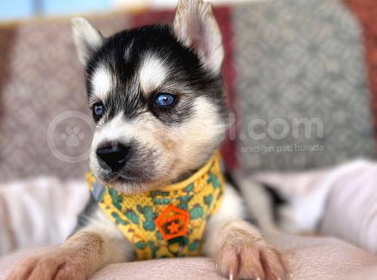Klasik Husky Sibirya Kurdu A Kalite Ve Mükemmel Gözler görsel