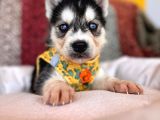 Klasik Husky Sibirya Kurdu A Kalite Ve Mükemmel Gözler