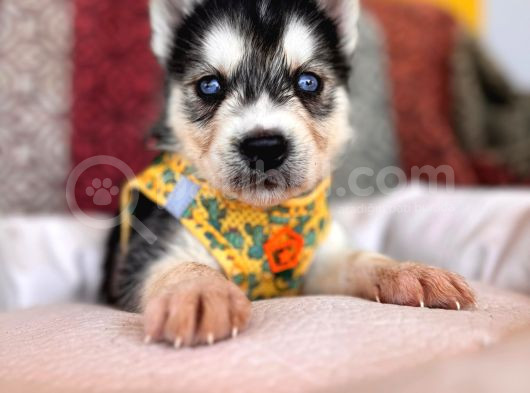 Klasik Husky Sibirya Kurdu A Kalite Ve Mükemmel Gözler görsel