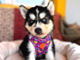 Klasik Husky Sibirya Kurdu A Kalite Ve Mükemmel Gözler