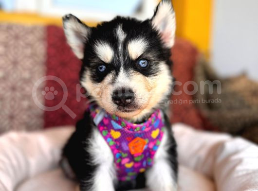 Klasik Husky Sibirya Kurdu A Kalite Ve Mükemmel Gözler görsel