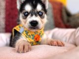 Klasik Husky Sibirya Kurdu A Kalite Ve Mükemmel Gözler
