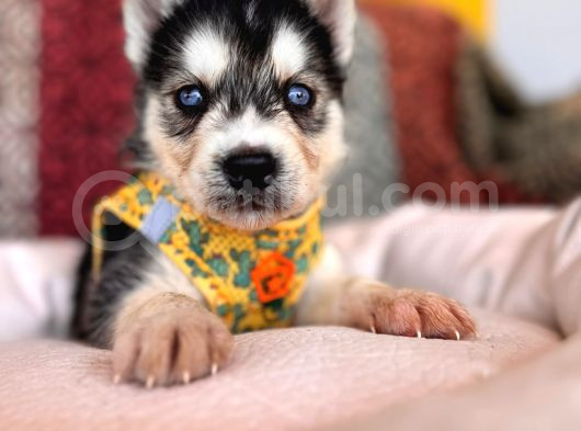 Klasik Husky Sibirya Kurdu A Kalite Ve Mükemmel Gözler görsel