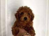 KIPKIRMIZI SAF KAN EVCİLBEBEKLER EV ÜRETİMİ TOOY POODLE YAVR