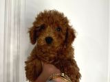 Mini puppy kıpkırmızı ev ortamında Üretimi TOOY POODLE 