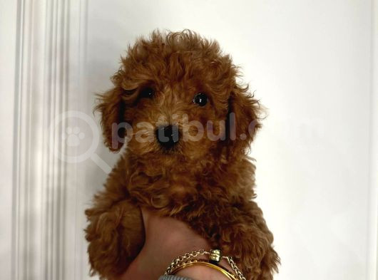 Mini Puppy Kıpkırmızı Ev Ortamında Üretimi Tooy Poodle 