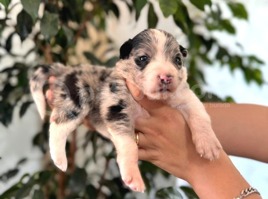 Merle Border Collie A Kalite Ve Mükemmel Renkler görsel