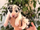 Merle Border Collie A Kalite Ve Mükemmel Renkler