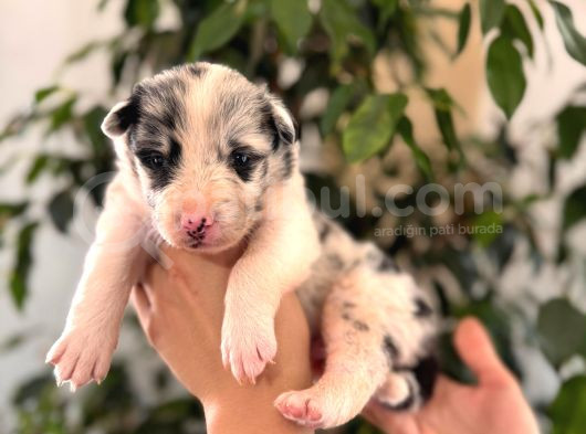 Merle Border Collie A Kalite Ve Mükemmel Renkler görsel