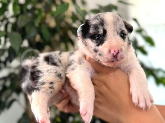Merle Border Collie A Kalite Ve Mükemmel Renkler