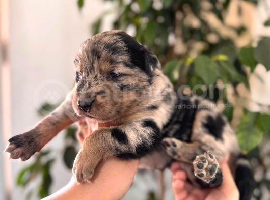 Merle Border Collie A Kalite Ve Mükemmel Renkler görsel
