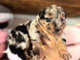 Merle Border Collie A Kalite Ve Mükemmel Renkler