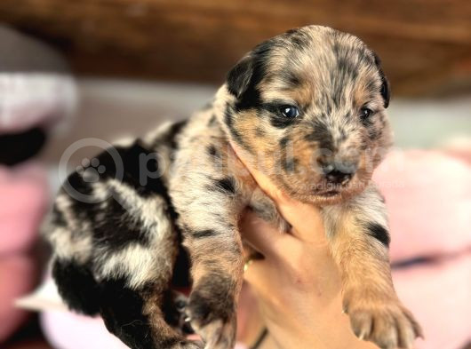 Merle Border Collie A Kalite Ve Mükemmel Renkler görsel