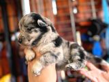 Merle Border Collie A Kalite Ve Mükemmel Renkler