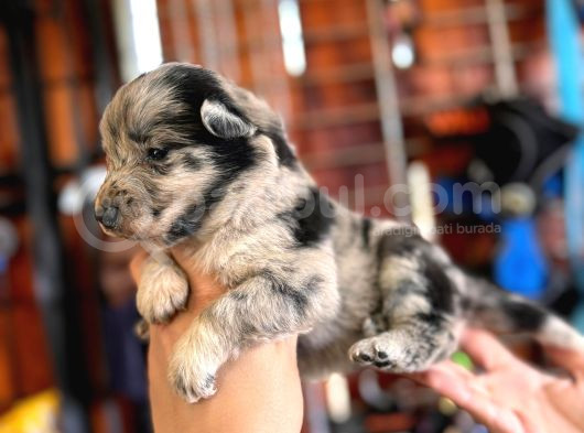 Merle Border Collie A Kalite Ve Mükemmel Renkler görsel