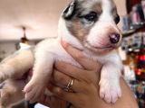 Tricolor Border Collie A Kalite Mükemmel Renkler