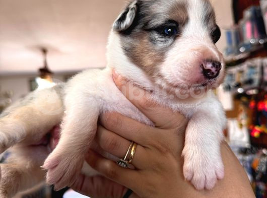 Tricolor Border Collie A Kalite Mükemmel Renkler görsel