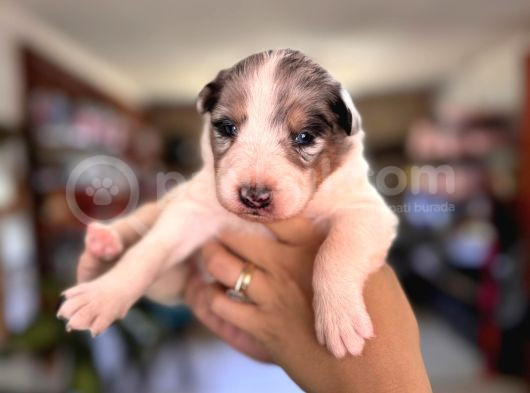 Tricolor Border Collie A Kalite Mükemmel Renkler görsel