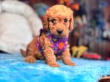 A Secereli Sevimli Toy Poodle Yavrularımız