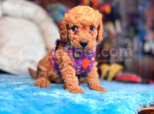 A Secereli Sevimli Toy Poodle Yavrularımız görsel