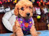 A secereli sevimli toy poodle yavrularımız