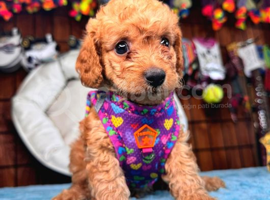 A Secereli Sevimli Toy Poodle Yavrularımız