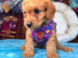A Secereli Sevimli Toy Poodle Yavrularımız