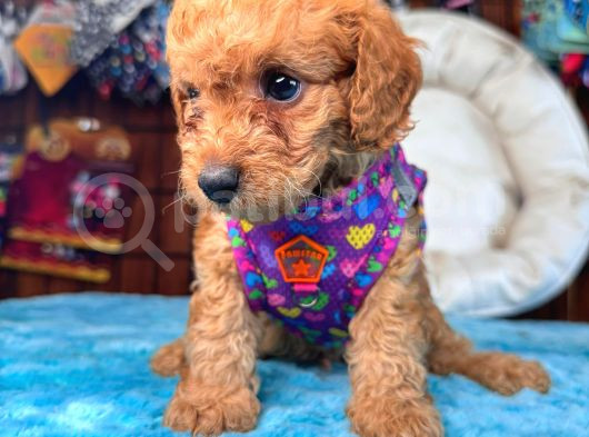 A Secereli Sevimli Toy Poodle Yavrularımız görsel