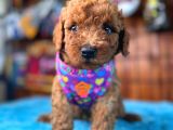 Olağanüstü gözleriyle secereli toy poodle