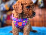 Olağanüstü Gözleriyle Secereli Toy Poodle