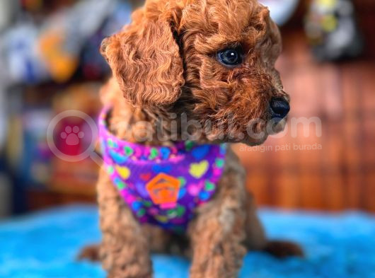 Olağanüstü Gözleriyle Secereli Toy Poodle görsel