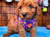 Olağanüstü Gözleriyle Secereli Toy Poodle