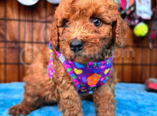 Olağanüstü Gözleriyle Secereli Toy Poodle görsel