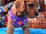 Olağanüstü Gözleriyle Secereli Toy Poodle