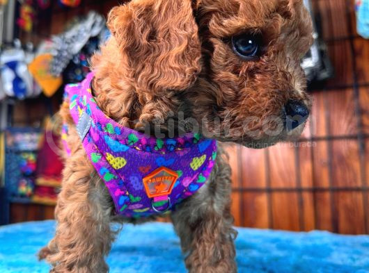 Olağanüstü Gözleriyle Secereli Toy Poodle görsel