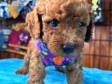Olağanüstü Gözleriyle Secereli Toy Poodle