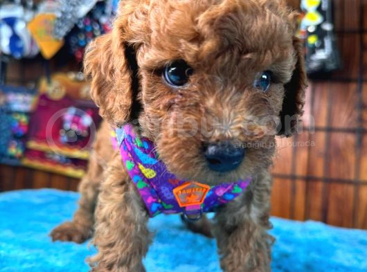 Olağanüstü Gözleriyle Secereli Toy Poodle görsel