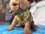 A Secereli Sevimli Toy Poodle Yavrularımız