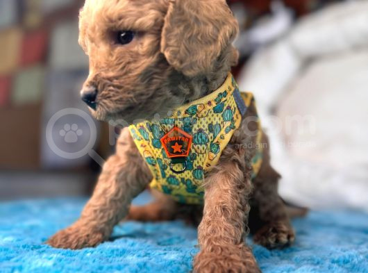 A Secereli Sevimli Toy Poodle Yavrularımız görsel