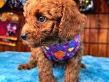Olağanüstü Gözleriyle Secereli Toy Poodle