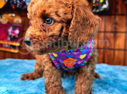 Olağanüstü Gözleriyle Secereli Toy Poodle görsel