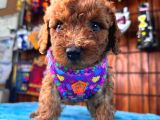 Olağanüstü Gözleriyle Secereli Toy Poodle