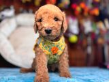 A Secereli Sevimli Toy Poodle Yavrularımız